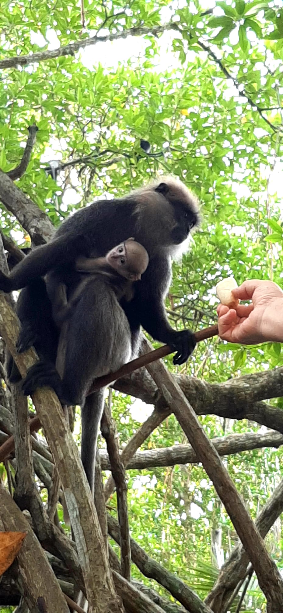 Bentota River Wildlife Safari